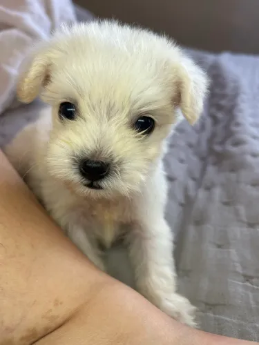 Poodle toy micro