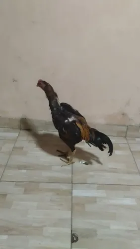 Vendo galos