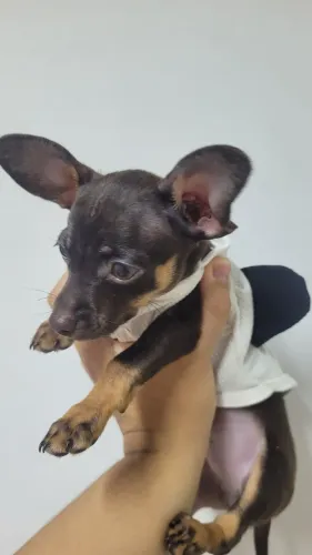 Cachorro pinsher mine