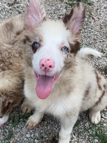 Border collie red merle olhos azuis 