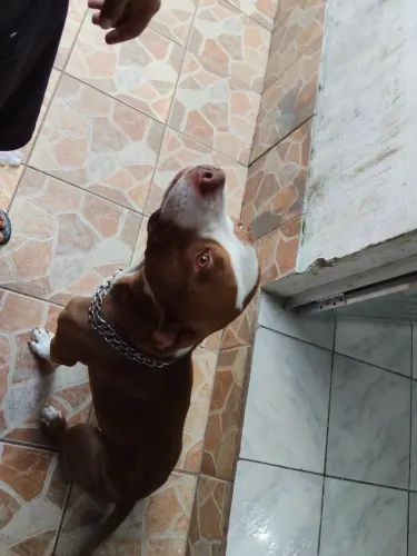 Cachorro Pitty Bull 
