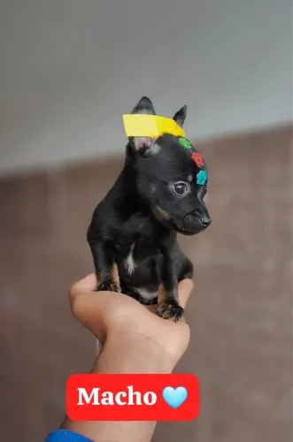 Pinscher com pedigree vacinado 