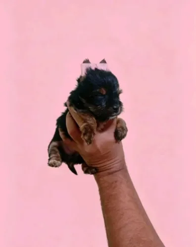 Yorkshire Terrier com Pelagem Macia e Brilhante
