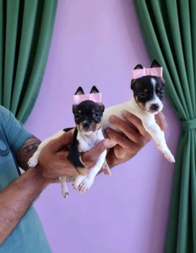 Anjinhos de quatro patas