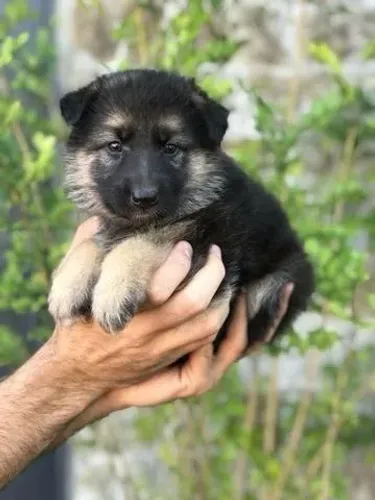 Beleza, presença e muito amor em quatro patas ? Pastor Alemão até 12x sem juros