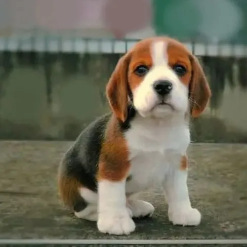 Filhotes de Beagle | Filhotes muito fofos!