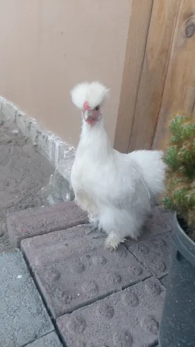 Galinha sedosa