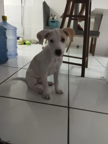 Adoção Cadela SRD 2 meses