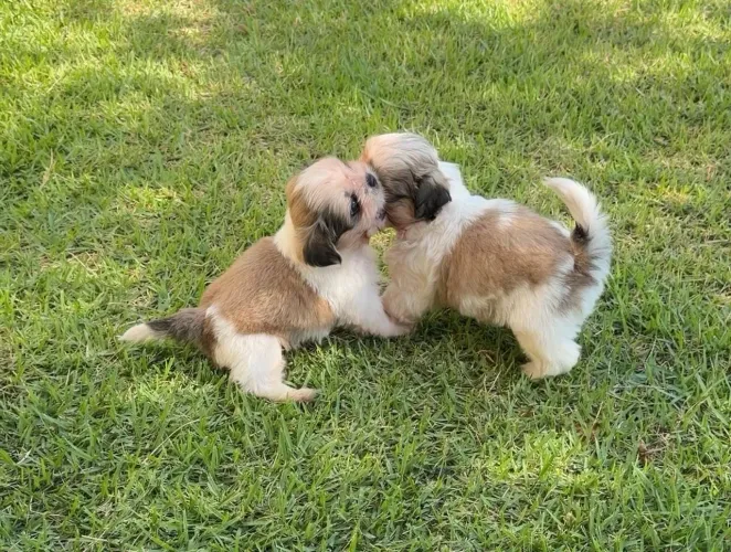 Filhotes de shih tzu