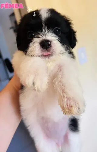 VENDEM-SE FILHOTES DE SHIH TZU COM POODLE