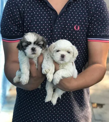Mini ursinhos de amor - Filhotes de Shih Tzu
