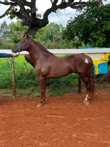 Cavalo alazão 