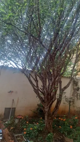 JABUTICABEIRA FORMA COM MAIS  DE  30 ANOS  PRODUZINDO