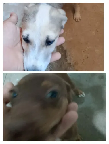 Doação de filhotes de cachorro