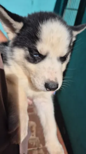 Husk Siberiano