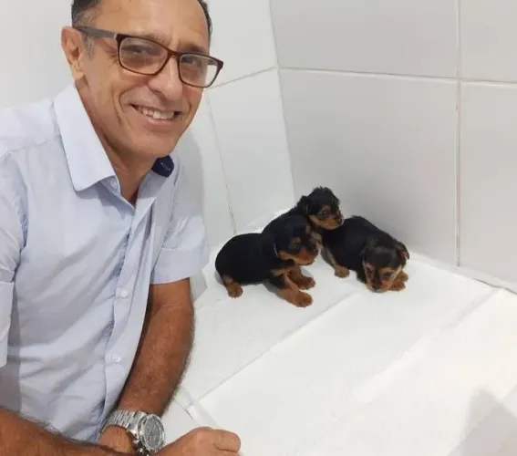 Yorkshire minizinho