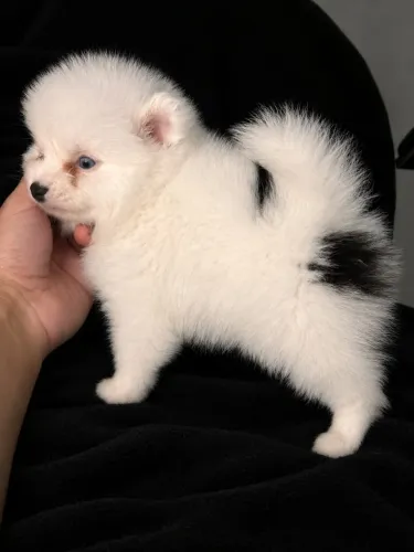 Lulu da Pomerânia