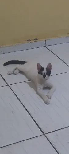 Adoção responsável 