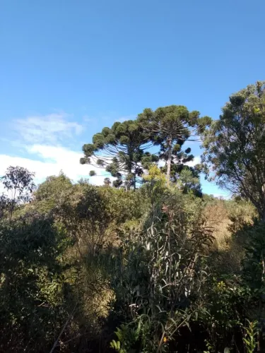 Terreno com 14,07 hectares cidade carvalhos Documentação em dia Registrado Valor a Combina