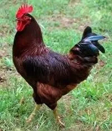 Lindo galo Rhode Island Red de Barbada