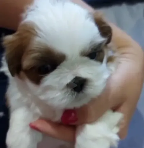 Filhote cachorro