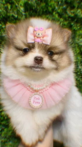 Lulu Spitz alemão 