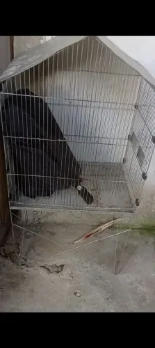 Vendo viveiro semi novo 