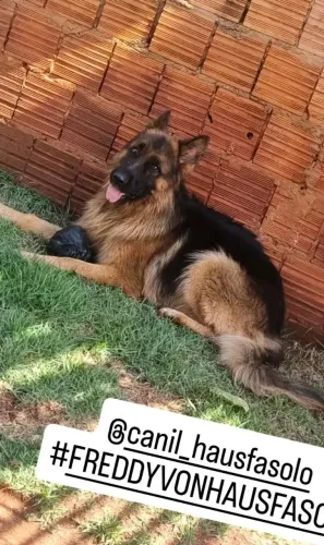 Freddy procura namorada