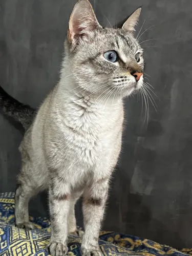 Gata Fêmea