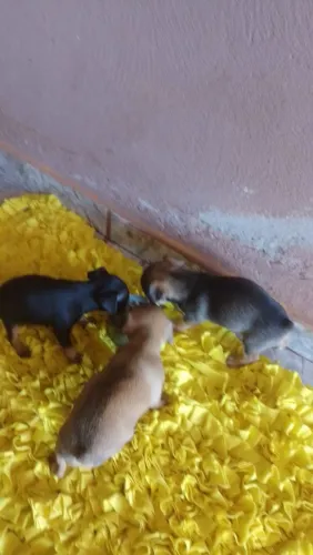 Pinscher femeas