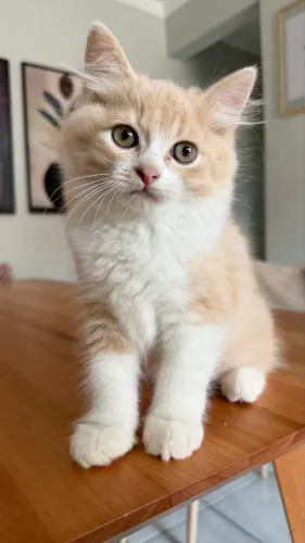 Gato Persa macho 