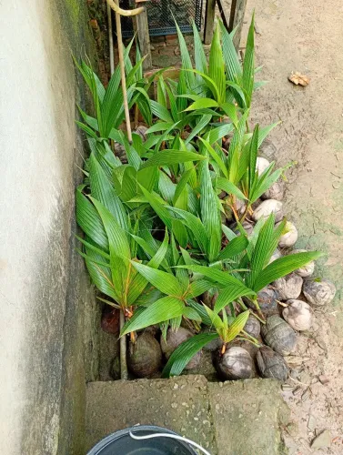 Mudas de coco anão