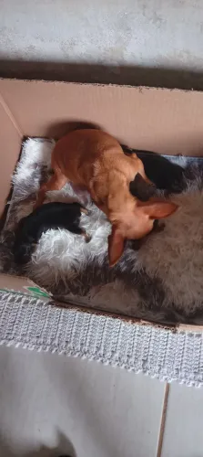 Pinscher zero! Puros e filho de chocolate ? 