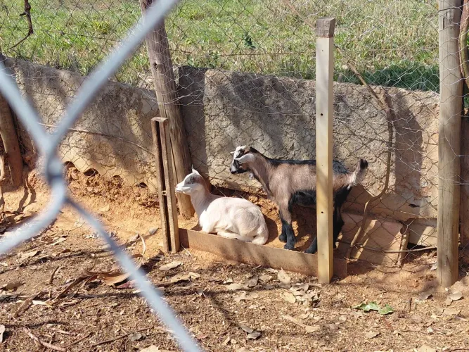 Vende se Cabras, bode e filhotes
