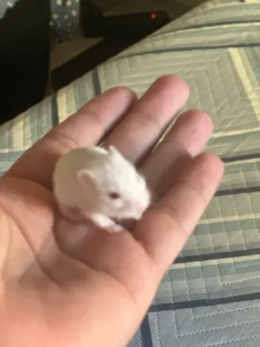 hamster