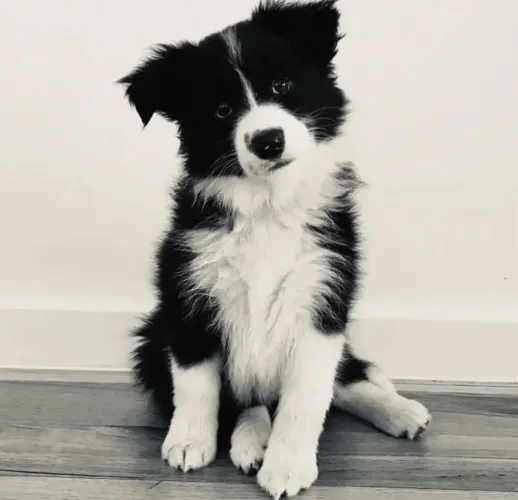 Filhote border collie, Nada como ser recebido todos os dias com alegria e carinho!