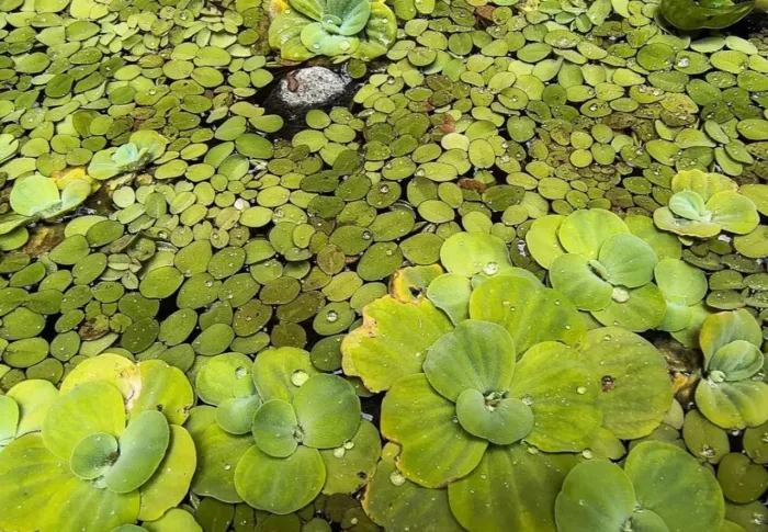 Plantas aquáticas