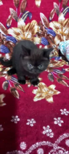 Gato persa