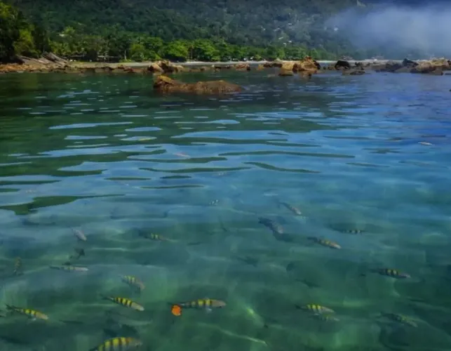 Terreno à Venda em Ubatuba 2.096,49 m² com Vista Panorâmica para o Mar e Licença Ambiental
