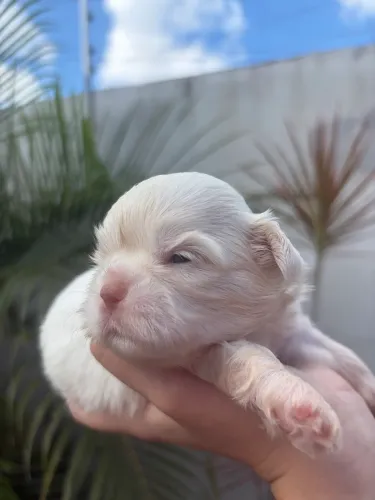 Shih tzu claros disponíveis 