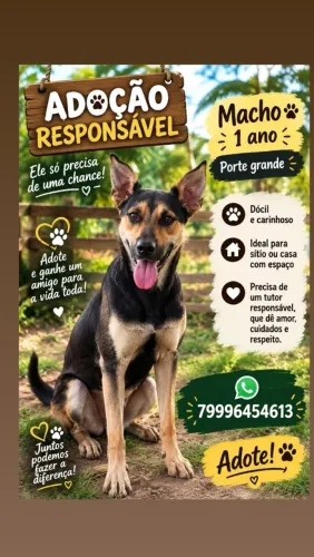 Adoção responsável