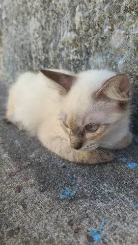 Doa-se gato