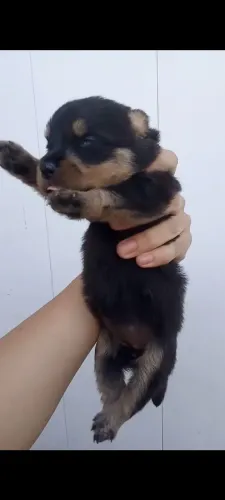 Rottweiler