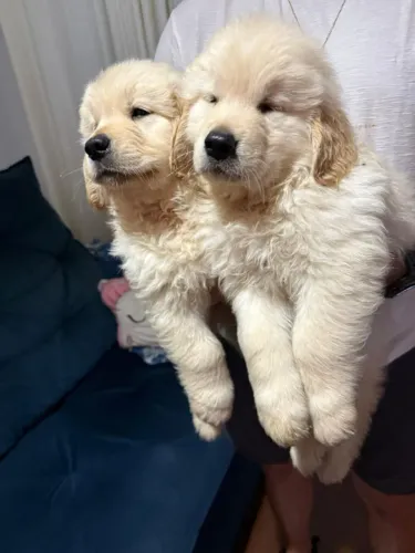 Golden Retriever pais com pedigree só 2299