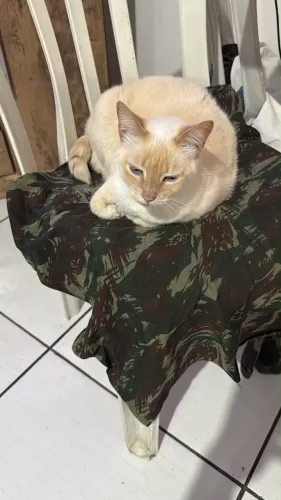 doação de duas gatas castradas, vacinadas e vermufugadas.