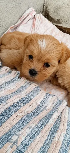 Filhote de lhasa apso raça pura