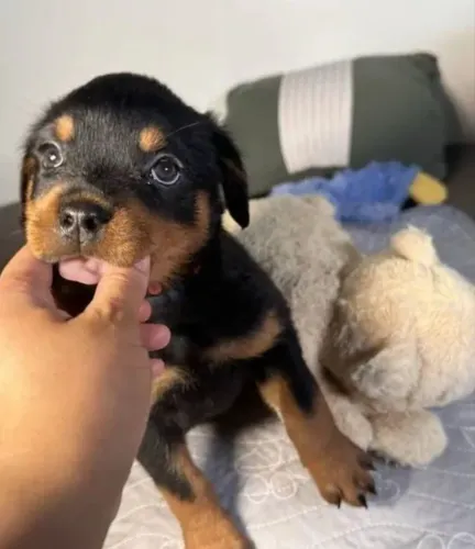 Filhotinhos de Rottweiler beleza e potência de filhotes