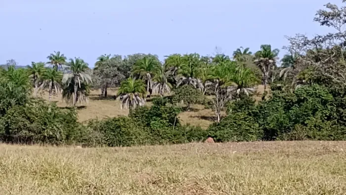 Fazenda de 48.5 alq em Arenopolis-Go