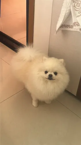 Luke, Lulu da Pomerânia, procura uma namorada.