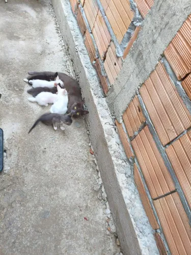 Doa-se filhote de gato